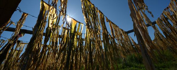 rong biển - Sputnik Việt Nam
