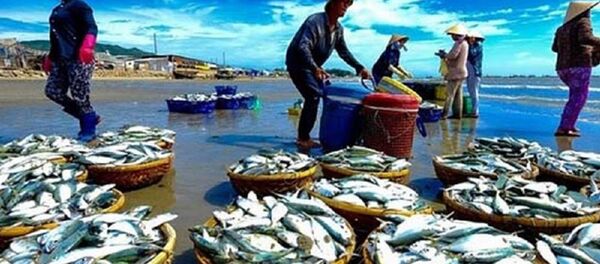 Trong giai đoạn tới Việt Nam sẽ đầu tư bài bản, căn cơ để xây dựng nghề cá trách nhiệm, hiệu quả. - Sputnik Việt Nam