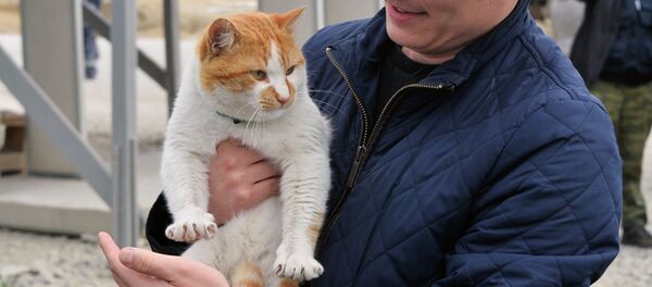 Mèo Mostik ở Crưm - Sputnik Việt Nam