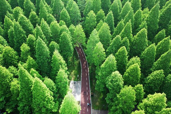 Từ trên cao nhìn xuống Công viên quốc gia Yellow Sea National Forest Park ở Dongtai, Trung Quốc - Sputnik Việt Nam