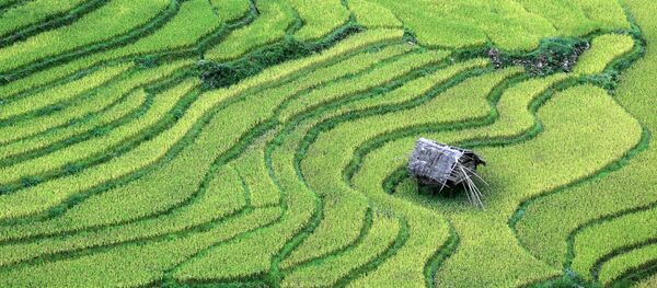 lúa - Sputnik Việt Nam