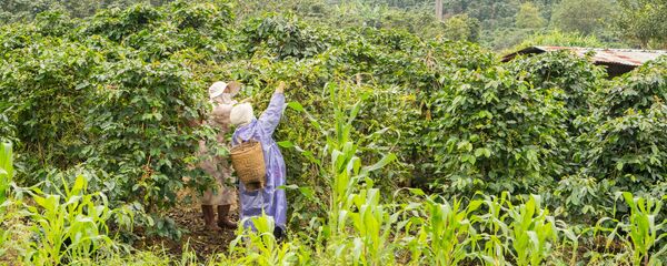 Thu hoạch cà phê ở Việt Nam tại Đà Lạt Thu hoạch cà phê ở Việt Nam tại Đà Lạt - Sputnik Việt Nam