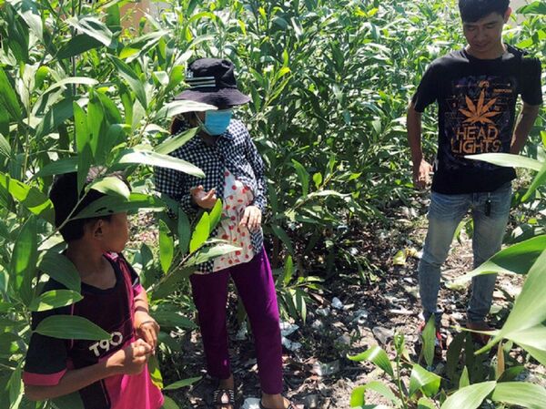 Vị trí khu vực rừng keo tràm nơi phát hiện bé sơ sinh bị chôn Vị trí khu vực rừng keo tràm nơi phát hiện bé sơ sinh bị chôn - Sputnik Việt Nam