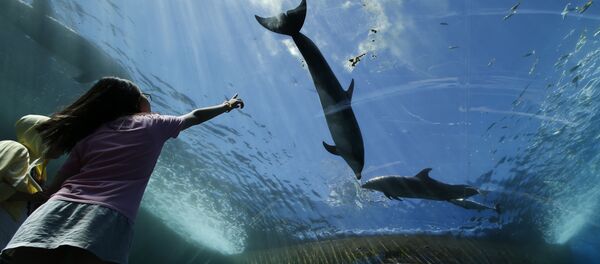 cá heo - Sputnik Việt Nam