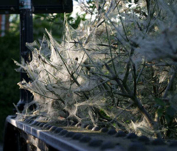 Покрытый паутиной куст в Великобритании  - Sputnik Việt Nam