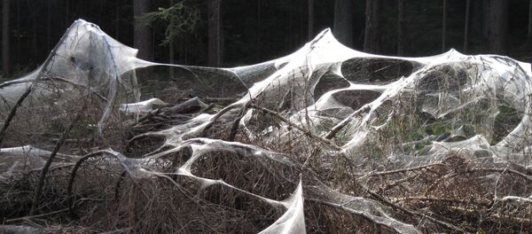 mạng nhện - Sputnik Việt Nam