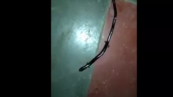 video với sinh vật trông giống rắn có chân đã trở thành hiện tượng virus - Sputnik Việt Nam