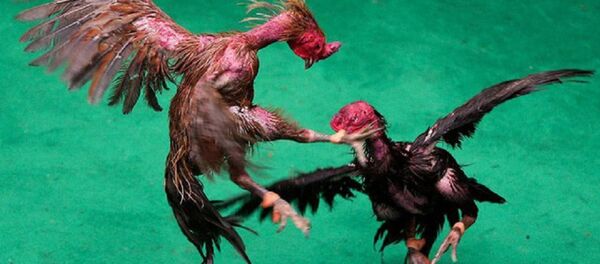 Gà chọi được bịt cựa thì là đá gà thể thao! Gà chọi được bịt cựa thì là đá gà thể thao! - Sputnik Việt Nam