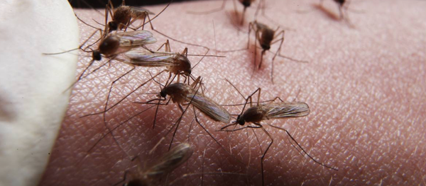 Muỗi hút máu - Sputnik Việt Nam