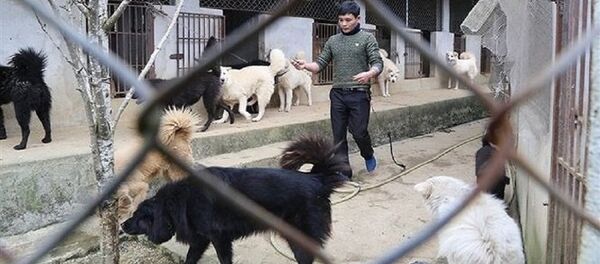 Bảo tồn loài chó quý của Bắc Hà Bảo tồn loài chó quý của Bắc Hà - Sputnik Việt Nam