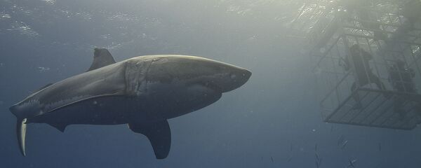 Cá mập trắng lớn - Sputnik Việt Nam