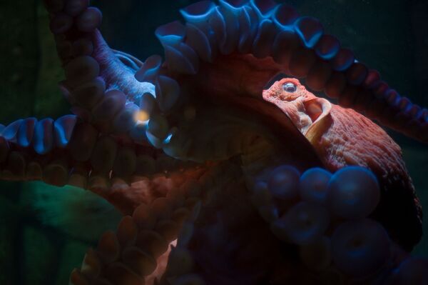 Bạch tuộc khổng lồ - Sputnik Việt Nam