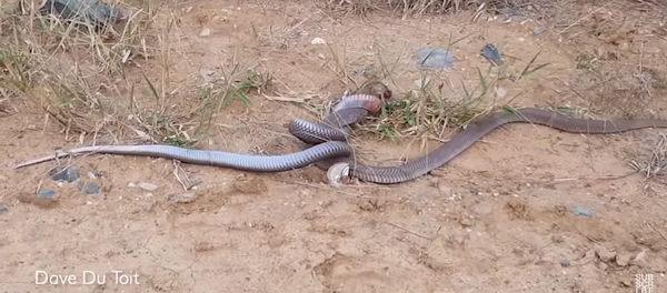 Trận chiến khốc liệt giữa hai con rắn hổ mang rơi vào cảnh quay video - Sputnik Việt Nam