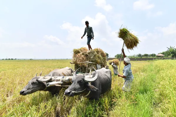 Nông dân thu hoạch lúa ở làng Burha Mayong ở miền bắc bang Assam, Ấn Độ Nông dân thu hoạch lúa ở làng Burha Mayong ở miền bắc bang Assam, Ấn Độ - Sputnik Việt Nam