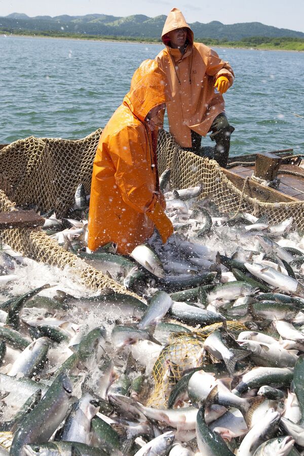 Mùa đánh cá hồi ở Sakhalin - Sputnik Việt Nam