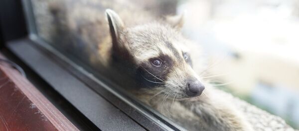 Ở Mỹ, gấu trúc leo lên mái nhà tòa nhà 25 tầng - Sputnik Việt Nam