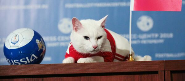 Con mèo Achilles - Sputnik Việt Nam