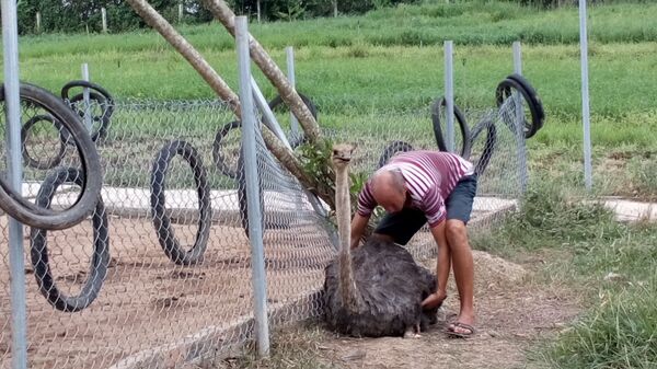 Denis Tomyshev đang cố gắng giúp con đà điểu bị ngã đứng dậy. - Sputnik Việt Nam