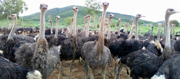 Đàn đà điểu của ‘’Ostrich Farm’’ Đàn đà điểu của ‘’Ostrich Farm’’ - Sputnik Việt Nam