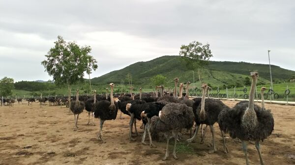 Đàn đà điểu của ‘’Ostrich Farm’’ - Sputnik Việt Nam