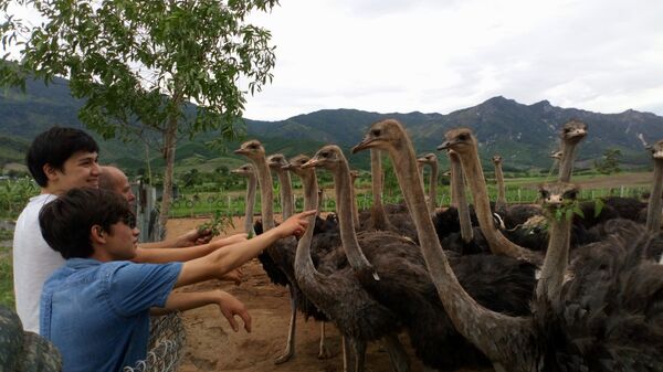 Đàn đà điểu của ‘’Ostrich Farm’’ - Sputnik Việt Nam