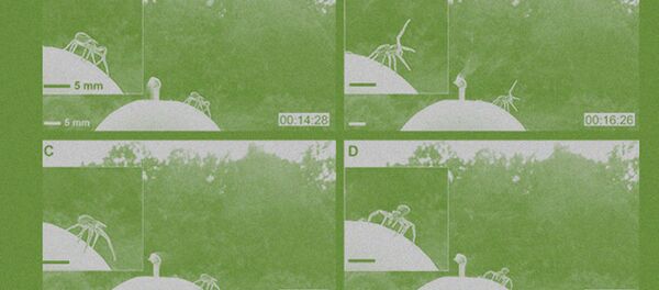 con nhện-cua con nhện-cua - Sputnik Việt Nam