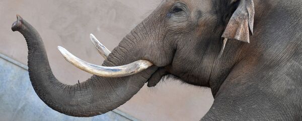 Con voi  - Sputnik Việt Nam