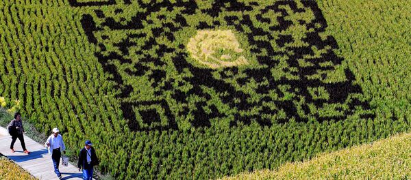 Mã code QR trên đồng lúa Trung Quốc - Sputnik Việt Nam
