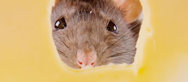 Мышь и кусочек сыра - Sputnik Việt Nam