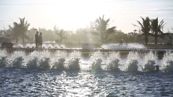 HAI ANH EM NIKOLAI VÀ OLEG TRÊN ĐẦM TÔM SÁNG SỚM HAI ANH EM NIKOLAI VÀ OLEG TRÊN ĐẦM TÔM SÁNG SỚM - Sputnik Việt Nam