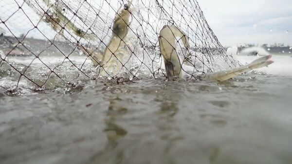 Quyết trị bệnh mạn tính bơm tạp chất vào tôm - Sputnik Việt Nam