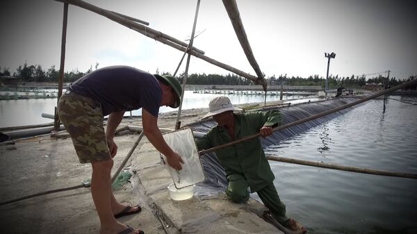NIKOLAI VÀ NÔNG DÂN KIỂM TRA TÔM NIKOLAI VÀ NÔNG DÂN KIỂM TRA TÔM - Sputnik Việt Nam