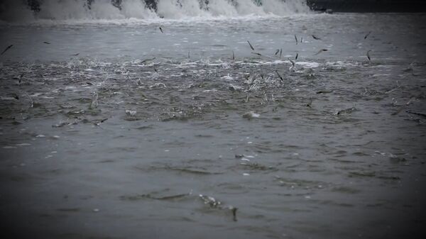 TÔM TRÊN ĐẦM TÔM TRÊN ĐẦM - Sputnik Việt Nam