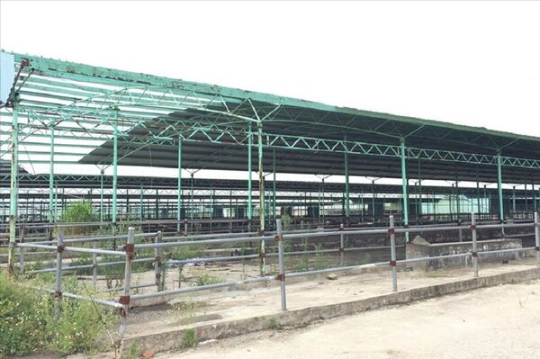 Trang trại bò sữa bỏ hoang của Cty Bình Hà tại Hà Tĩnh - Sputnik Việt Nam