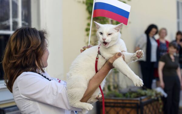 Mèo Achilles của Hermitage - một “nhà tiên tri” của World Cup - Sputnik Việt Nam