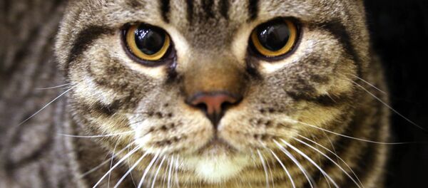 Con mèo - Sputnik Việt Nam