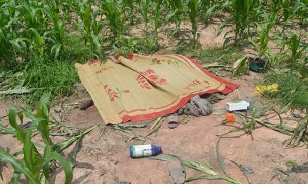 Hiện trường vụ việc đôi nam nữ chết trong ruộng ngô - Sputnik Việt Nam