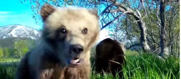 Tại quần đảo Kuril, chú gấu con đã thực hiện video selfia đầu tiên của mình - Sputnik Việt Nam