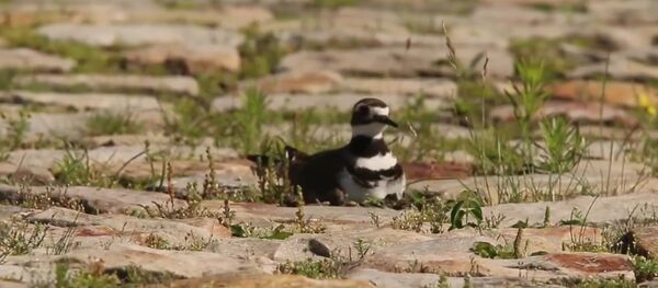 Tại Canada, một con chim hiếm cản trở việc chuẩn bị Liên hoan Âm nhạc - Sputnik Việt Nam