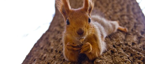 Con sóc Con sóc - Sputnik Việt Nam