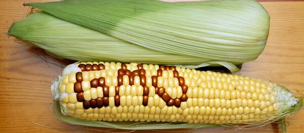 Sản biến đổi gen Sản biến đổi gen - Sputnik Việt Nam