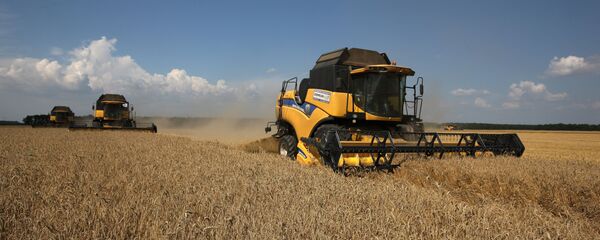 Thu hoạch lúa mì ở miền nam Nga - Sputnik Việt Nam