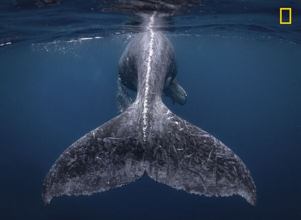 Tác phẩm của nhiếp ảnh gia Reiko Takahashi Mermaid , người giành chiến thắng trong cuộc thi ảnh 2018 mang tên National Geographic Travel Photographer of the Year - Sputnik Việt Nam