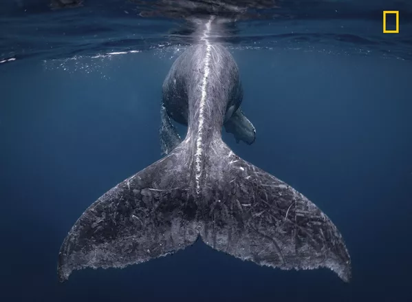 Tác phẩm của nhiếp ảnh gia Reiko Takahashi Mermaid , người giành chiến thắng trong cuộc thi ảnh 2018 mang tên National Geographic Travel Photographer of the Year Tác phẩm của nhiếp ảnh gia Reiko Takahashi Mermaid , người giành chiến thắng trong cuộc thi ảnh 2018 mang tên National Geographic Travel Photographer of the Year - Sputnik Việt Nam