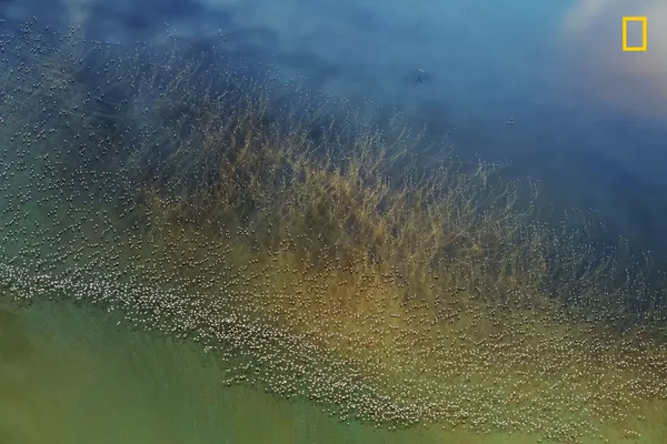 Tác phẩm của nhiếp ảnh gia Hao J. Flamingos taking off, đoạt giải nhì trong hạng mục Thiên nhiên trong cuộc thi ảnh 2018 National Geographic Travel Photographer of the Year Tác phẩm của nhiếp ảnh gia Hao J. Flamingos taking off, đoạt giải nhì trong hạng mục Thiên nhiên trong cuộc thi ảnh 2018 National Geographic Travel Photographer of the Year - Sputnik Việt Nam
