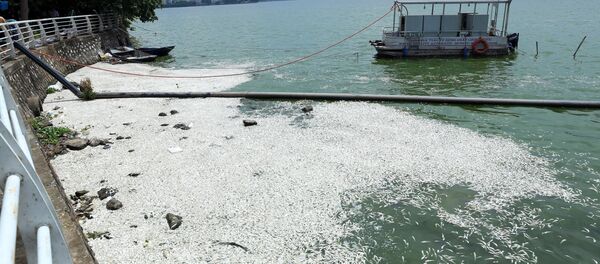 Cá hồ Tây chết nổi trắng mặt nước bốc mùi hôi thối tại khu vực đường Trích Sài. - Sputnik Việt Nam