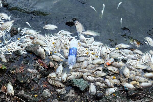 Cá chết trắng xóa dạt về ven hồ Tây, bốc mùi hội thối.  - Sputnik Việt Nam