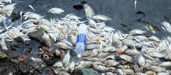 Cá chết trắng xóa dạt về ven hồ Tây, bốc mùi hội thối. Cá chết trắng xóa dạt về ven hồ Tây, bốc mùi hội thối. - Sputnik Việt Nam