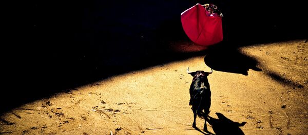 Trận đấu bò - Sputnik Việt Nam