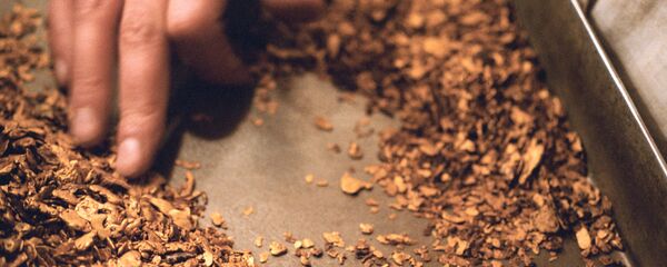 mỏ vàng mỏ vàng - Sputnik Việt Nam